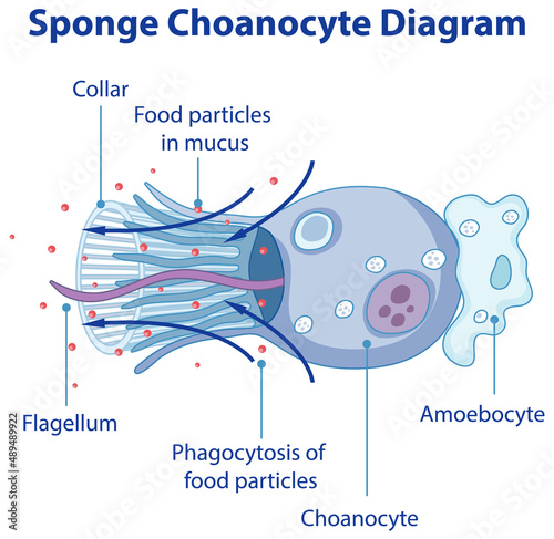 Diagram showing digestion in sponges