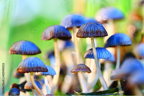 Fototapeta small inedible mushrooms, poisonous mushrooms forest background macro nature wil