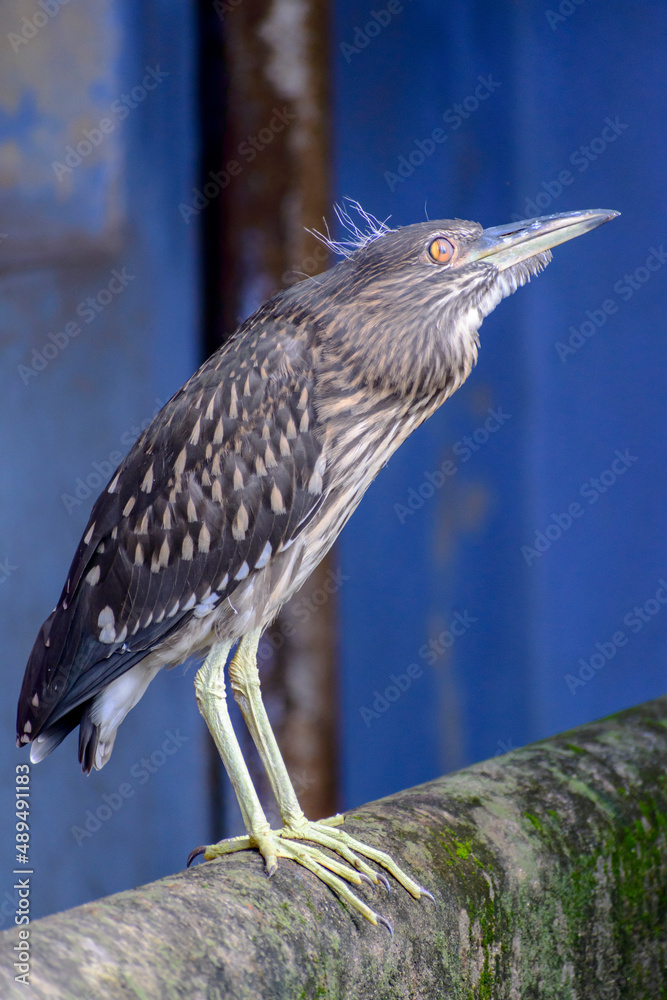 The black crowned night heron is sitting on a ledge The black crowned night heron is sitting on a ledge