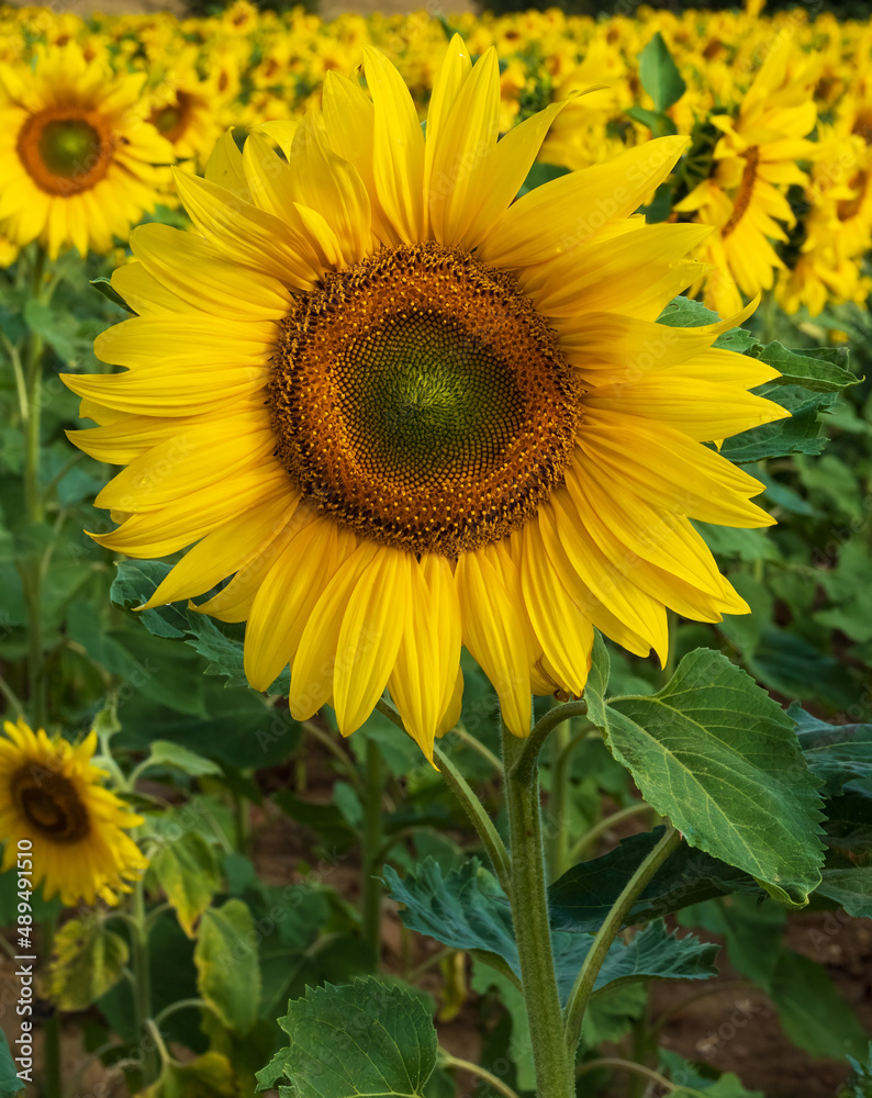 Sunflower amazing global view