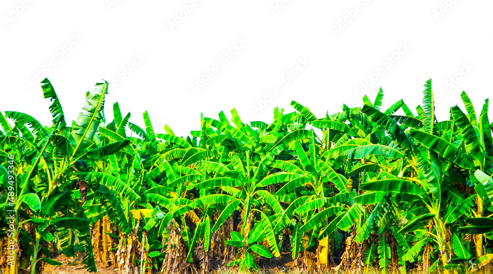 Green Bananas trees in a farming area isolated on white background. Green Bananas trees in a farming area isolated on white background.