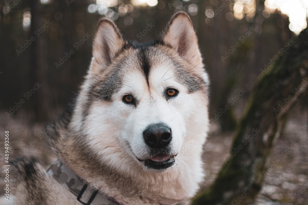 Adorable family member portrait in the woods. Young cute Alaskan Malamute dog sitting and posing in a forest. Selective focus on the details, blurred background.