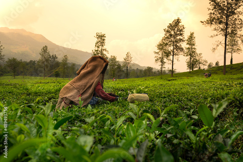 Worker picking tea leaves in tea plantation, beautiful morning view from Wayanad, Kerala nature scenery