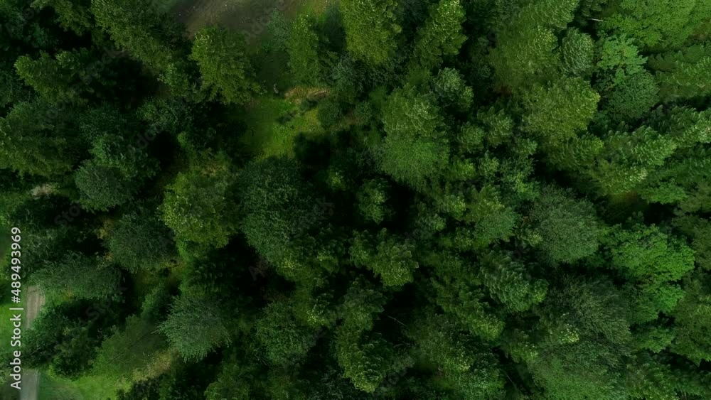 Wild green forest, aerial view. Deciduous trees in the mountains, aerial shot. Beautiful background of nature and forest Wild green forest, aerial view. Deciduous trees in the mountains, aerial shot. Beautiful background of nature and forest