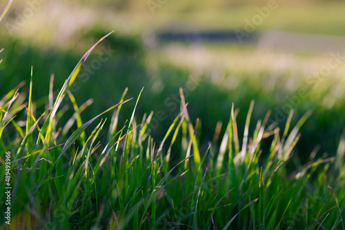 green grass in the morning