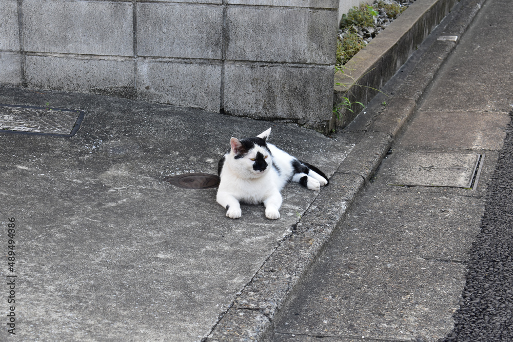 品川区の線路脇に住むネコ