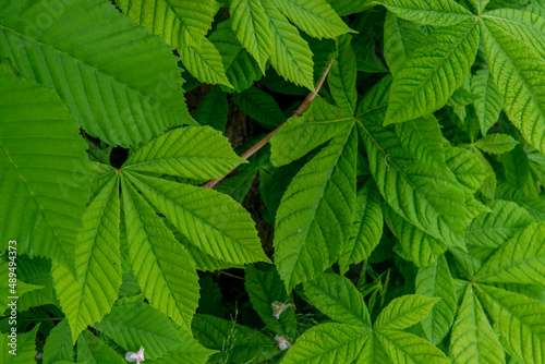 green leaves chestnut background
