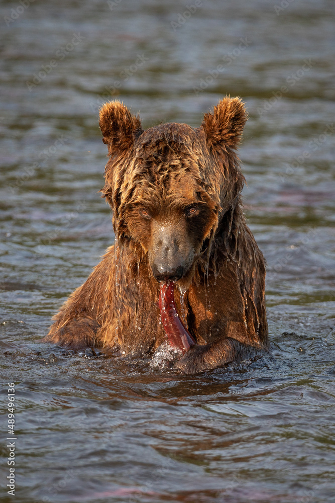 Russian brown bear fishing in the lake, Kamchatka, Russia Russian brown bear fishing in the lake, Kamchatka, Russia