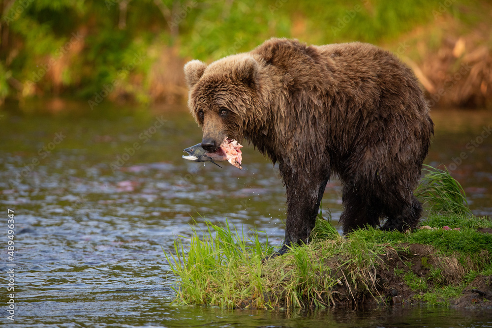 Russian brown bear fishing in the lake, Kamchatka, Russia Russian brown bear fishing in the lake, Kamchatka, Russia
