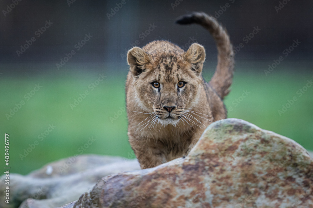 Baby lion playing on the rock
