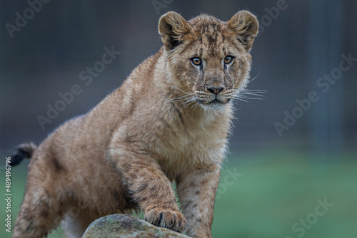 Baby lion playing on the rock