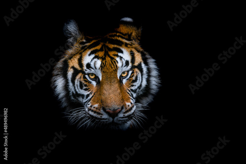 Tiger with a black background © AB Photography