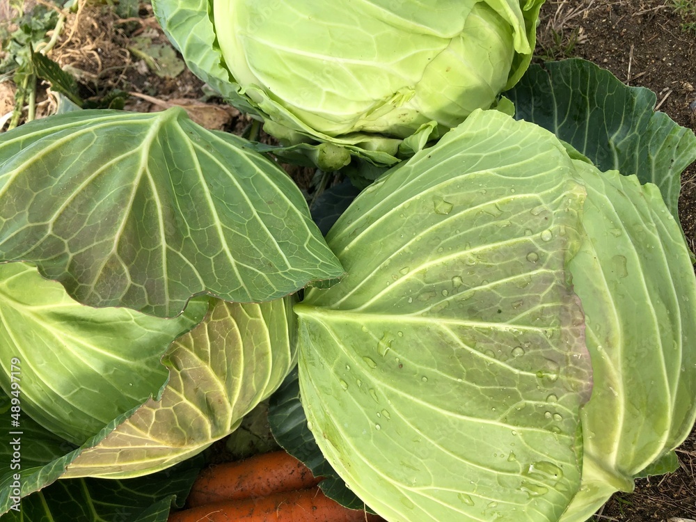 Obraz premium cabbage in the garden