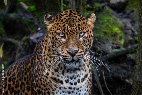 Angry leopard in the forest © AB Photography