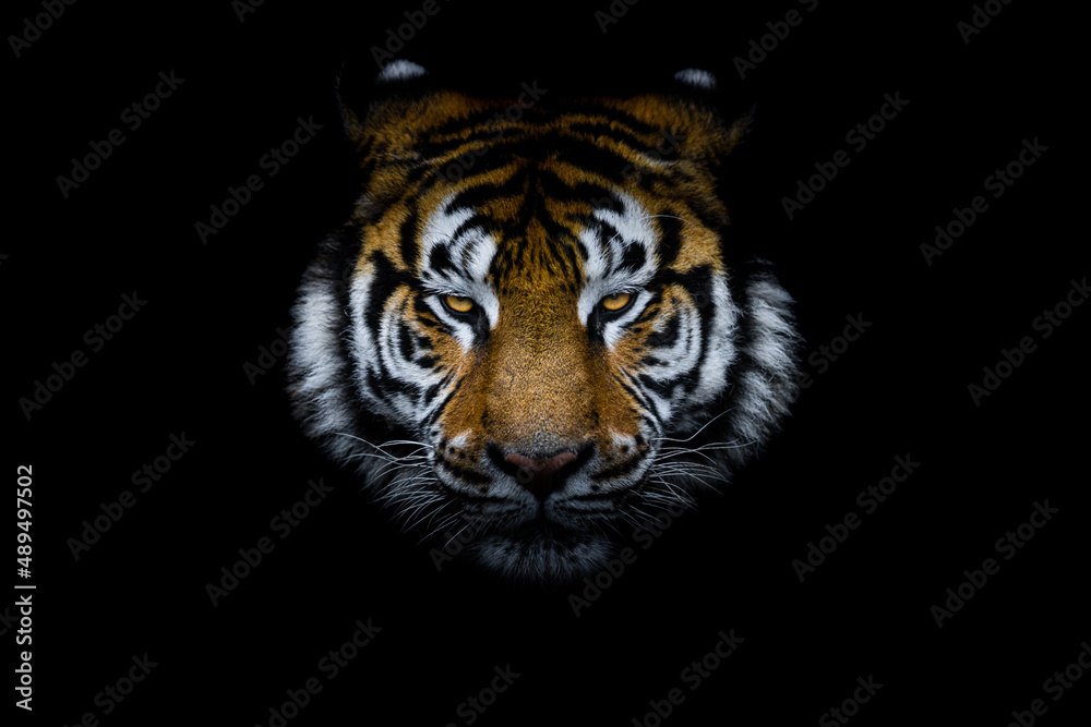 Tiger with a black background
