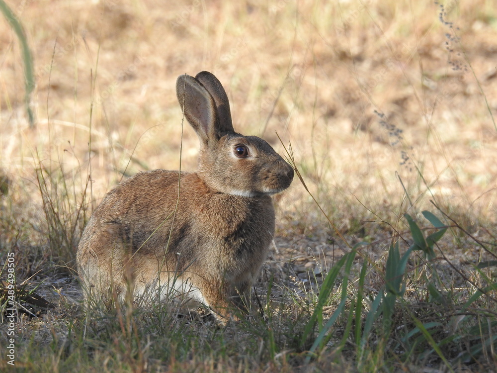 Fototapeta premium Hare