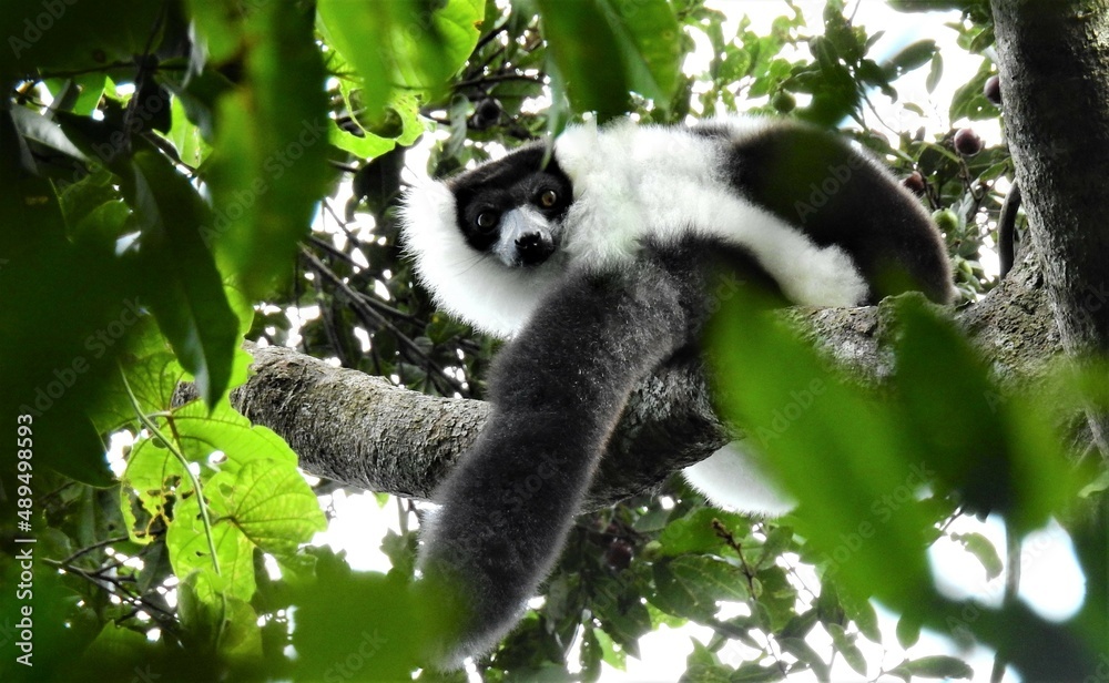 Obraz premium Black and White Ruffed Lemur