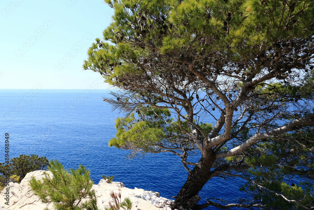 tree in nature park Telascica, Dugi Otok, Croatia tree in nature park Telascica, Dugi Otok, Croatia