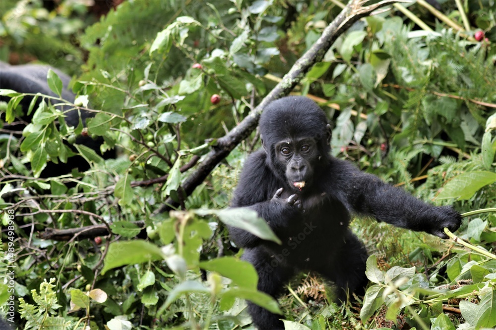 Obraz premium Beauties of Bwindi