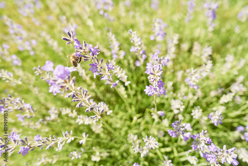 Bee picking pollen lavender flower. Defocused nature sunny bright background.