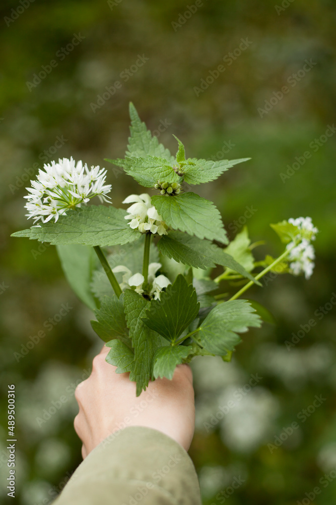 Wild edible herbs dead white nettle, garlic mustard, ground elder and