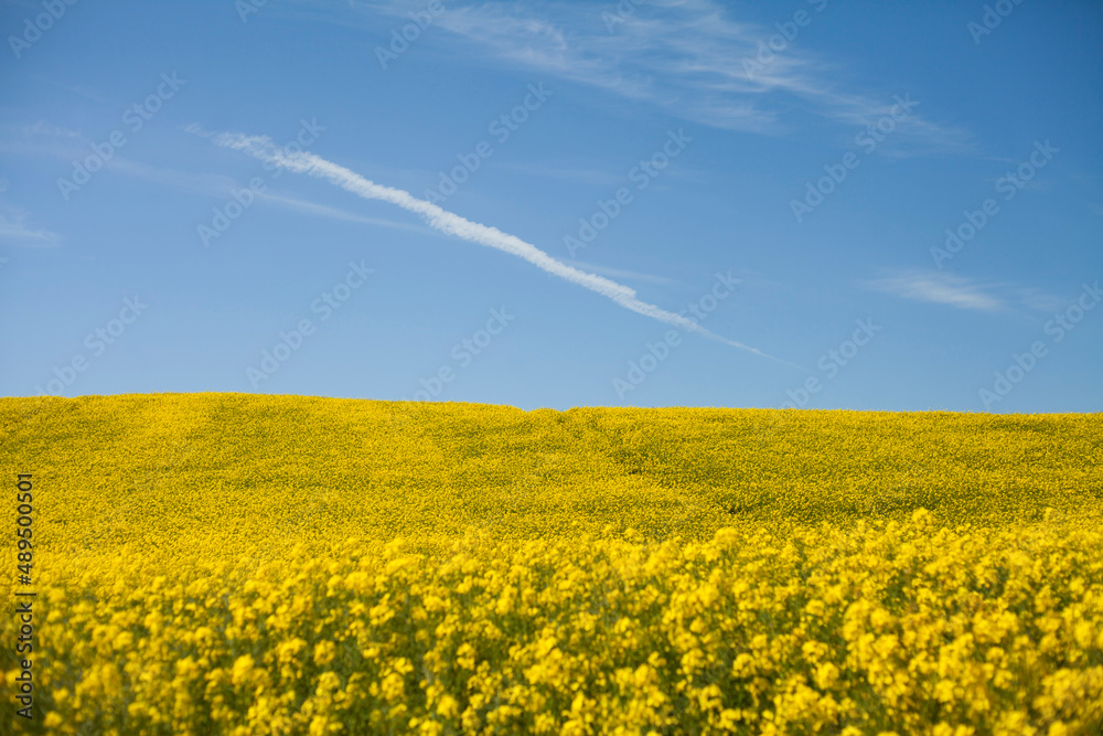 Canola field -  yellow blooming rapeseed meadow with blue sky.
