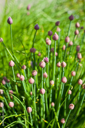 Purple blooming Chives -  Allium schoenoprasum  flowering in the medicinal herb garden.