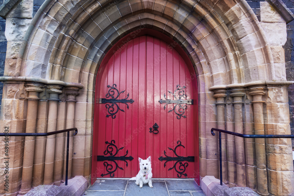 Fototapeta premium Our beautiful westie in front of a beautiful cathedral door
