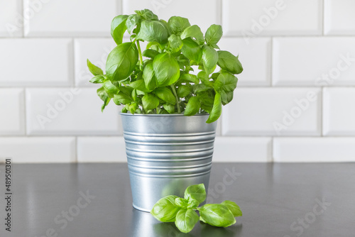 Fresh kitchen herb basil in pots. Aromatic spices growing in home