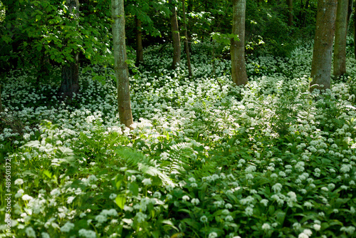 Wild garlic -  Allium Ursinum called ramsons, wild cowleek, cowlic, buckrams,  bear leek growing in the woods in united Kingdom.
