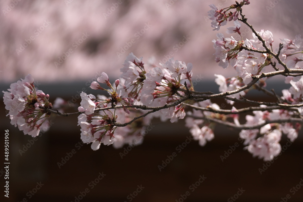 薄いピンクの桜の花のクローズアップ
