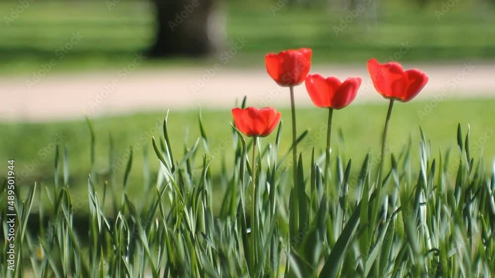 Bright red tulips on a background of green grass. Spring park with flowers in the bright sun. Bright red tulips on a background of green grass. Spring park with flowers in the bright sun.