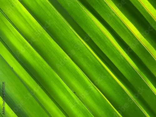 Abstract leaf background. green coconut leaves