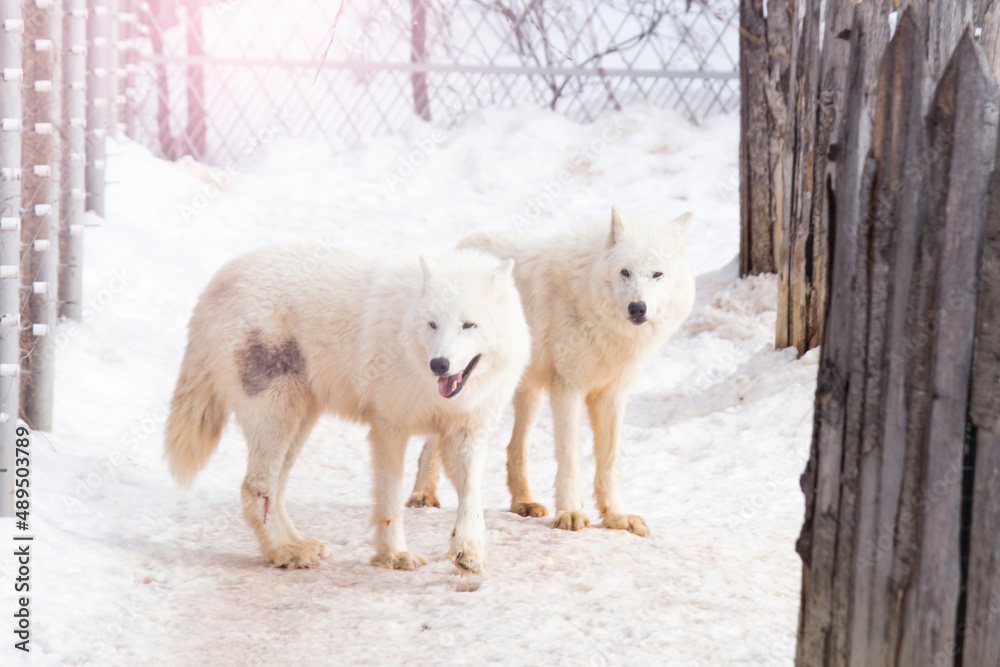 Obraz premium Two white wolves in the winter forest