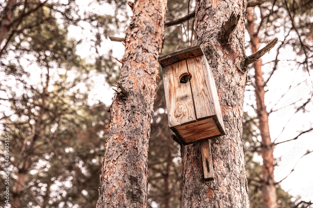 a squash in the forest on a tree. bird house on a pine tree in the park. birdhouse