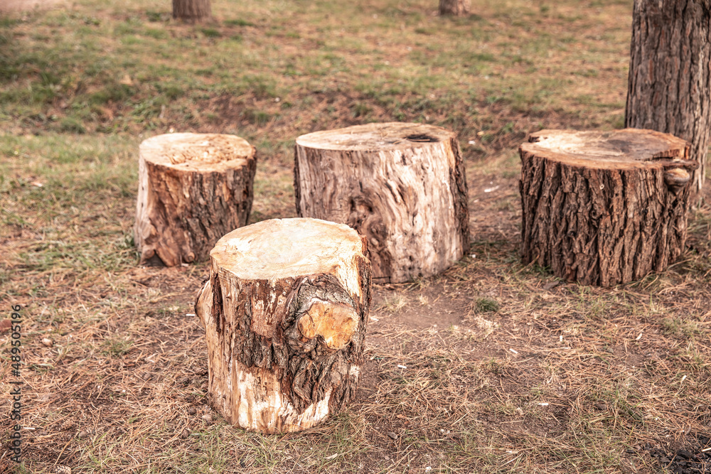 stump. felled tree. Wooden circle Stump slowly rotates close-up background. stump. felled tree. Wooden circle Stump slowly rotates close-up background.