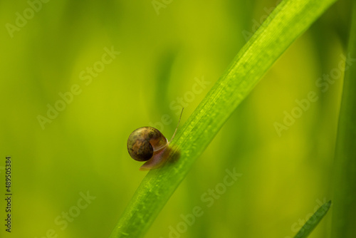 underwater snail on sea grass