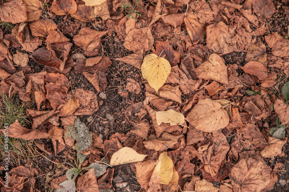 autumn trail. fallen yellow leaves and grass. fall