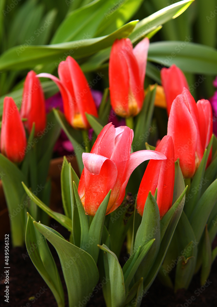 Hearts Delight Kaufmannian Tulip. Blush-red bloom Hearts Delight Kaufmannian Tulip. Blush-red bloom