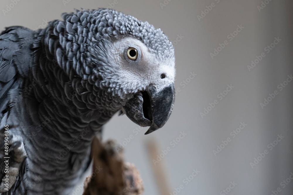 Obraz premium Portrait of a gray parrot.Psittacus erithacus