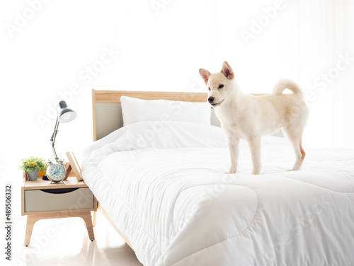 Japanese Shiba Inu waiting owner comeback while stand on clean blanket in white bedroom at minimal home style