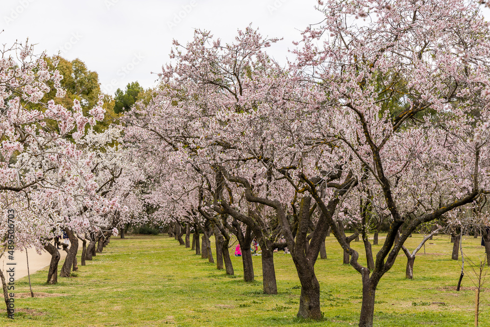 people walking or resting in the public park called Quinta de los Molinos with the almond trees in bloom in Madrid people walking or resting in the public park called Quinta de los Molinos with the almond trees in bloom in Madrid