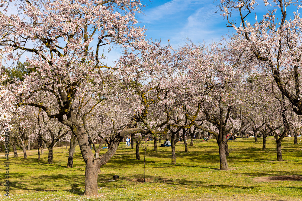 people walking or resting in the public park called Quinta de los Molinos with the almond trees in bloom in Madrid people walking or resting in the public park called Quinta de los Molinos with the almond trees in bloom in Madrid