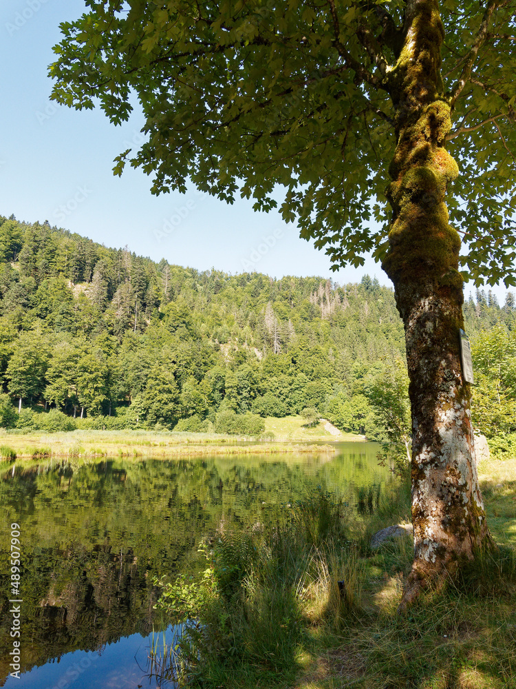 Fototapeta premium Landscapes of Black Forest in Germany - View of the legendary bathing lake of Nonnenmattweiher in a magnificent bottom of cirque on the slopes of the Köhlgarten massif