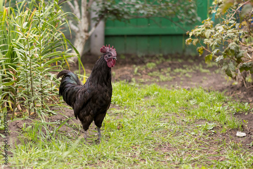 a black rooster walks on the lawn