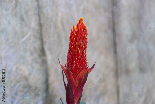 flower of quesnelia hybrida, or Bromeliaceae, a family of monocot flowering plants photo