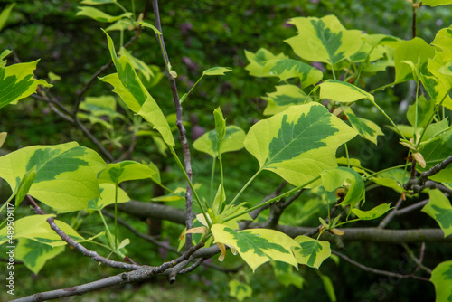 Fresh green Tulip tree (Liriodendron tulipifera 'Snow Bird')