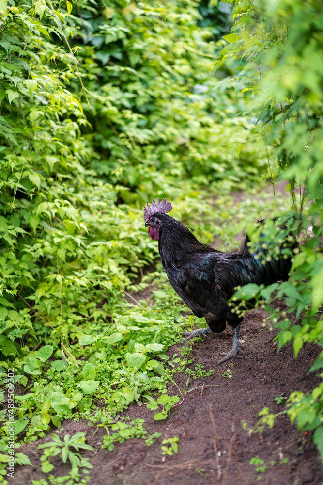 a black rooster walks on the lawn a black rooster walks on the lawn