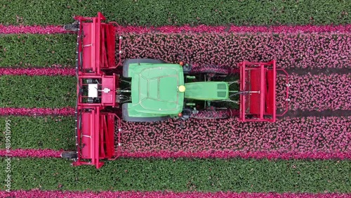 Aerial drone view of tractor topping pink tulips during spring in the Netherlands the flowers are topped so that the plant is putting all his energy into the development of the bulbs 4k resolution photo