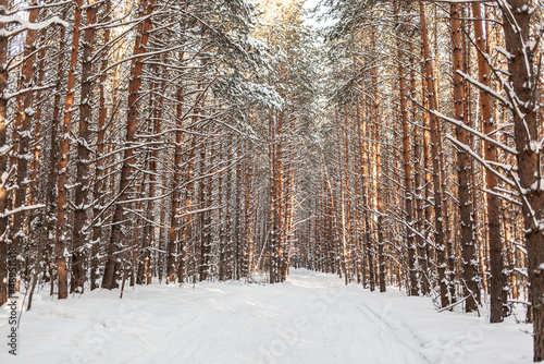 A walk through the winter forest. Snow trees and a cross-country ski trail. Beautiful and unusual roads and forest trails. Beautiful winter landscape. The trees stand in a row